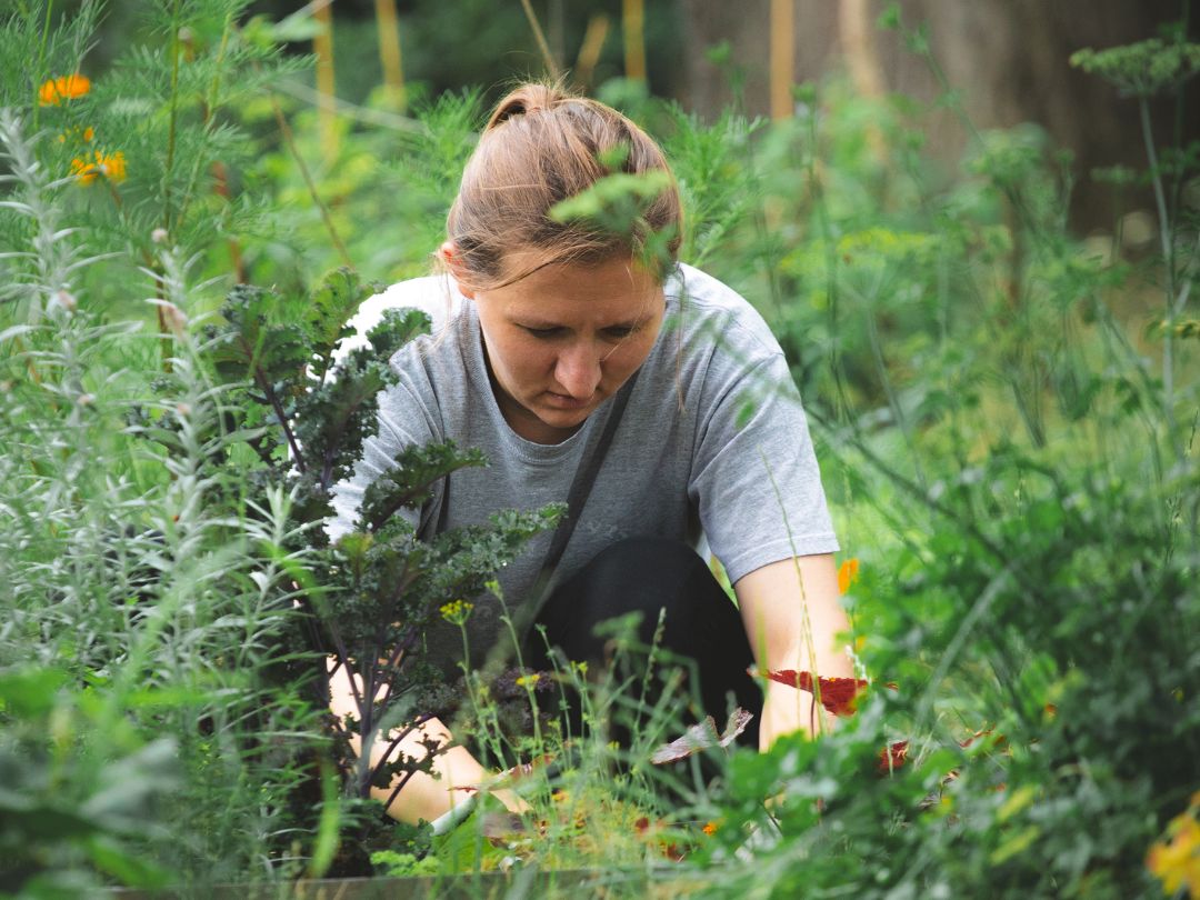 Ogrodniczka pielęgnująca rośliny w ogrodzie społecznym, pochylona nad grządką pełną zielonych warzyw i ziół.