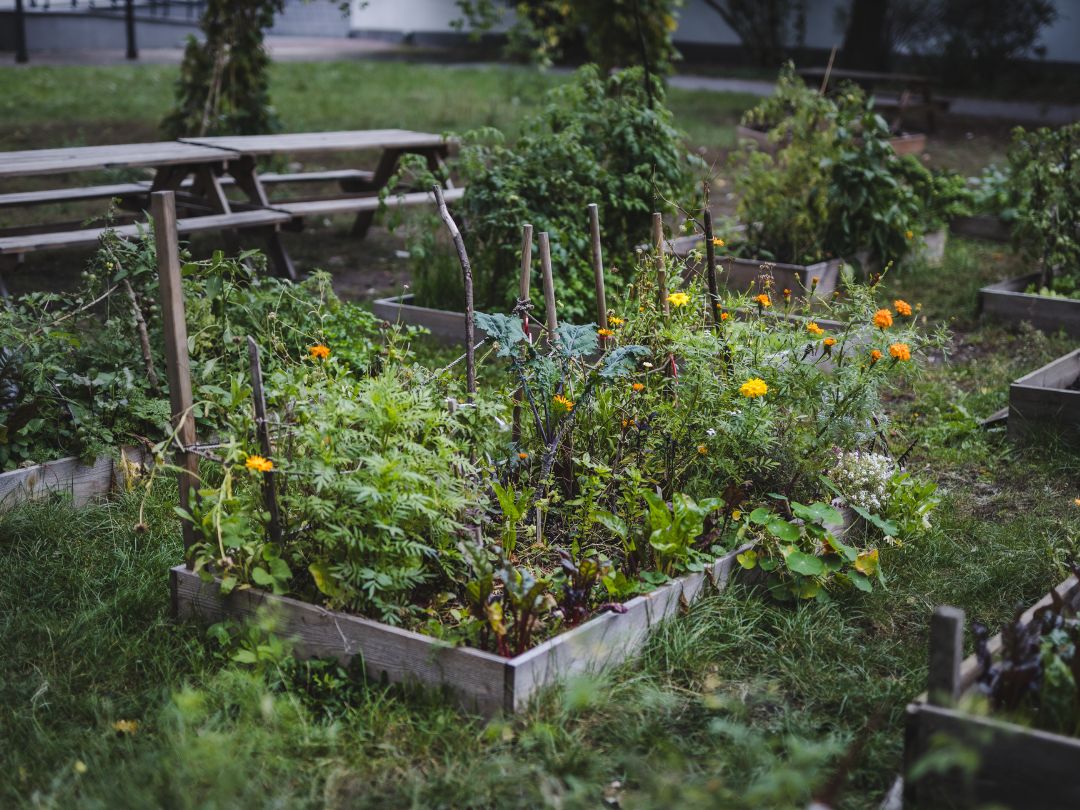 Ogród społeczny przy Domu Kultury Świt
