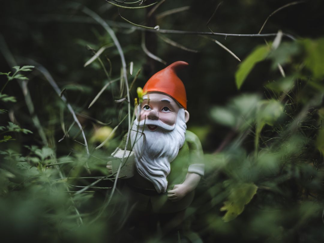 Figurka ogrodowego krasnala z czerwoną czapką wśród gęstej zieleni i roślin.