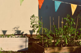Skrzynie w ogrodzie w których rosną krzaki pomidorów.